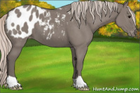 Horse Color:Silver Grullo Appaloosa 