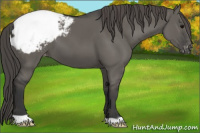 Horse Color:Grullo Appaloosa 