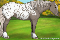 Horse Color:Silver Grullo Appaloosa 