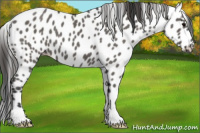 Horse Color:Grullo Appaloosa 