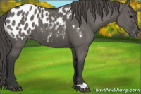 Horse Color:Grullo Appaloosa