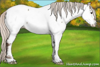 Horse Color:Silver Grullo Appaloosa 