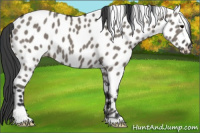 Horse Color:Grullo Appaloosa 