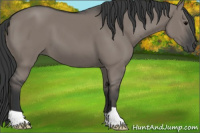 Horse Color:Grullo 