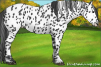 Horse Color:Black Appaloosa 