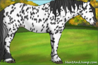 Horse Color:Black Appaloosa 