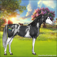 Horse Color:White Spotted Black Splash Appaloosa 