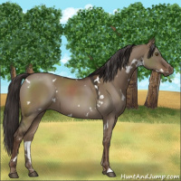 Horse Color:White Spotted Liver Red Dun 