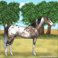 Horse Color:White Spotted Brown Dun Sabino Appaloosa Rabicano 