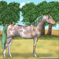 Horse Color:Painted White Spotted Chocolate Palomino Dun Brindle 