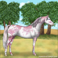 Horse Color:Watercolor Plaid White Spotted Chocolate Palomino Splash Rabicano
