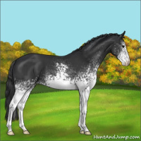 Horse Color:White Spotted Black 