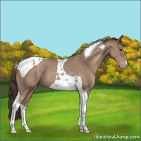 Horse Color:Classic Champagne Tobiano