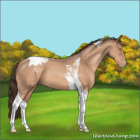 Horse Color:Sable Champagne Tobiano Blanket