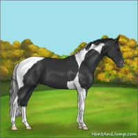 Horse Color:Black Tobiano Appaloosa 