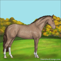 Horse Color:Classic Champagne Appaloosa 