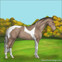 Horse Color:Classic Champagne Tobiano