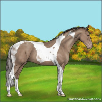 Horse Color:Classic Champagne Tobiano