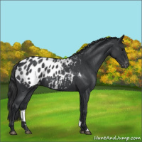 Horse Color:Blue Roan Appaloosa