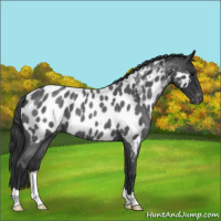 Horse Color:Blue Roan Near Leopard 