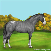 Horse Color:Blue Roan Splash Appaloosa