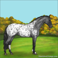 Horse Color:Blue Roan Appaloosa 