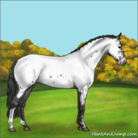 Horse Color:Blue Roan Appaloosa 