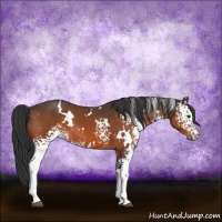 Horse Color:White Spotted Brown 