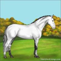 Horse Color:Blue Roan Appaloosa 