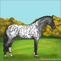 Horse Color:Blue Roan Appaloosa 