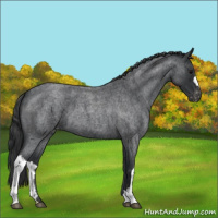 Horse Color:Blue Roan Appaloosa