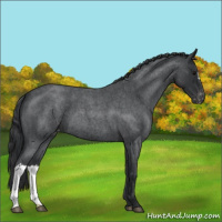 Horse Color:Blue Roan Appaloosa 