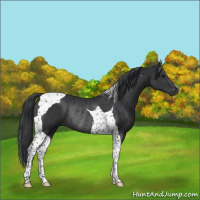 Horse Color:Black Tobiano Rabicano