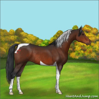 Horse Color:Bay Tobiano Rabicano