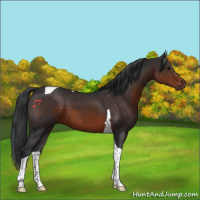 Horse Color:Brown Tobiano 