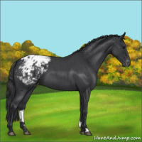 Horse Color:Blue Roan Appaloosa