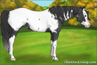 Horse Color:Blue Roan Splash Appaloosa 