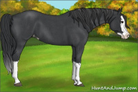 Horse Color:Blue Roan Splash Varnish