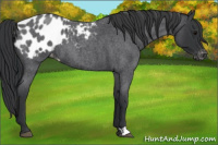 Horse Color:Blue Roan Appaloosa 