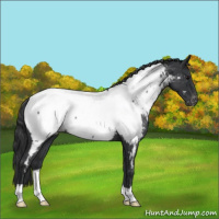 Horse Color:Blue Roan Near Fewspot