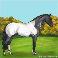 Horse Color:Blue Roan Appaloosa