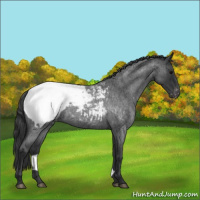 Horse Color:Blue Roan Appaloosa Rabicano