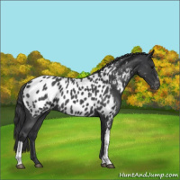 Horse Color:Blue Roan Appaloosa 