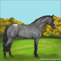 Horse Color:Blue Roan Appaloosa