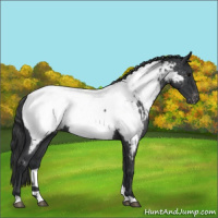 Horse Color:Blue Roan Near Fewspot 