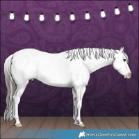 Horse Color:Blue Roan Snowcap 