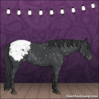 Horse Color:Blue Roan Snowcap 