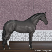 Horse Color:Blue Roan 