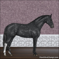 Horse Color:Black Appaloosa 