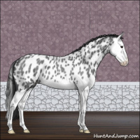 Horse Color:Blue Roan Splash Near Leopard 